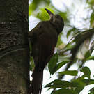 Grimpar de Perrot