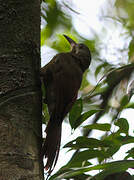 Red-billed Woodcreeper