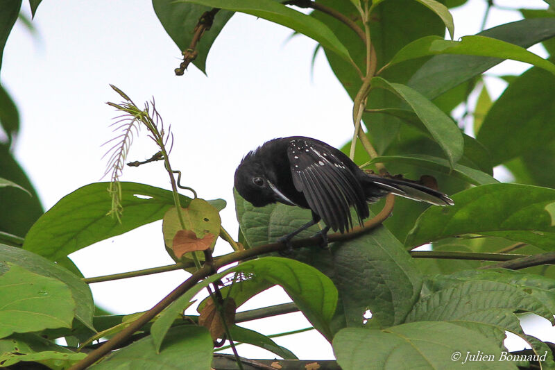 Dot-winged Antwren female adult, care