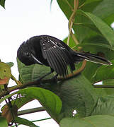 Dot-winged Antwren