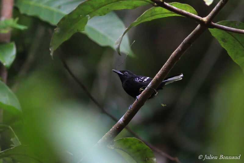 Dot-winged Antwren female adult, Reproduction-nesting