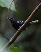 Dot-winged Antwren