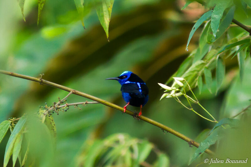 Red-legged Honeycreeper male adult, Behaviour