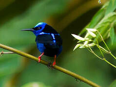 Red-legged Honeycreeper