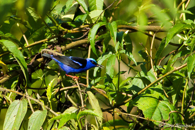 Red-legged Honeycreeper male adult, feeding habits, eats