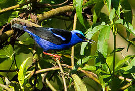 Red-legged Honeycreeper