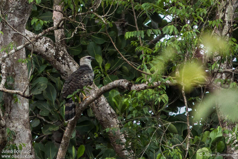 Harpie huppée, identification