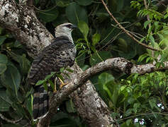 Crested Eagle