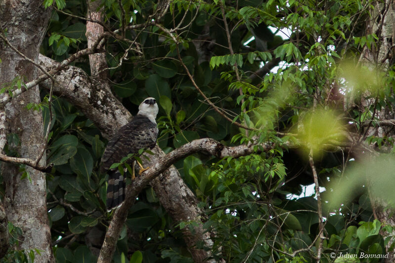 Crested Eagle