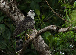 Crested Eagle