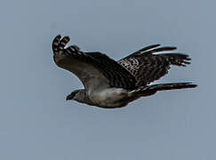 Crested Eagle