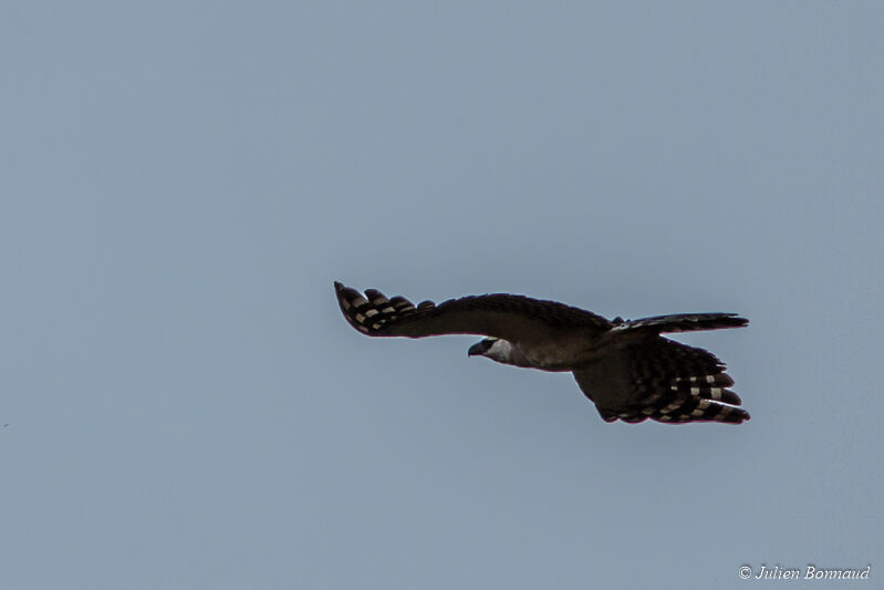 Crested Eagle