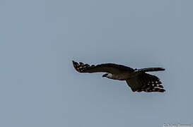 Crested Eagle