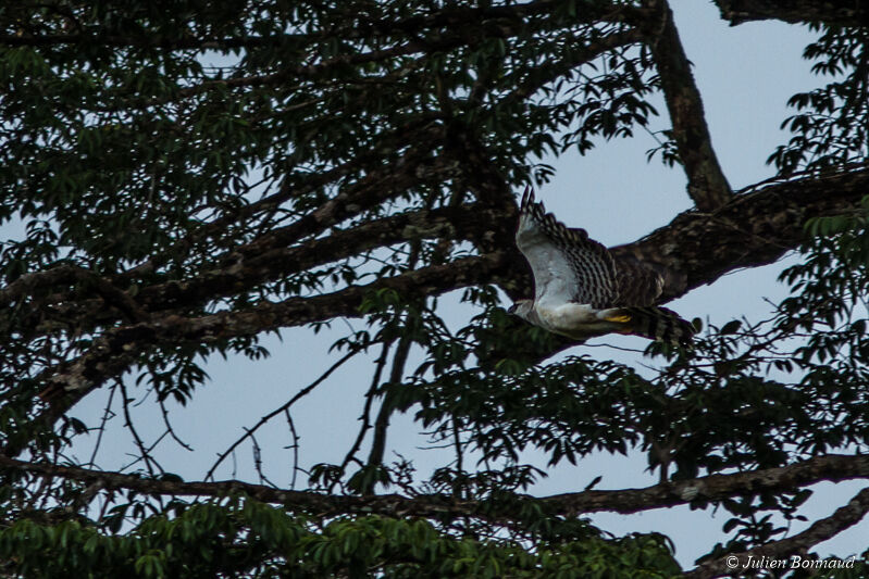 Crested Eagle