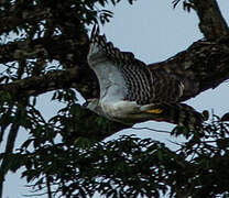 Crested Eagle