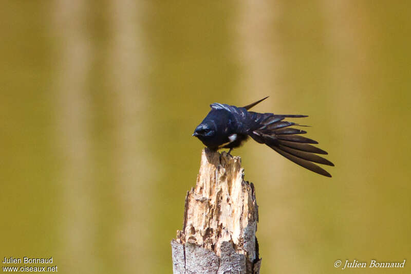 White-banded Swallowadult, Behaviour