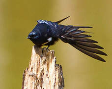 White-banded Swallow