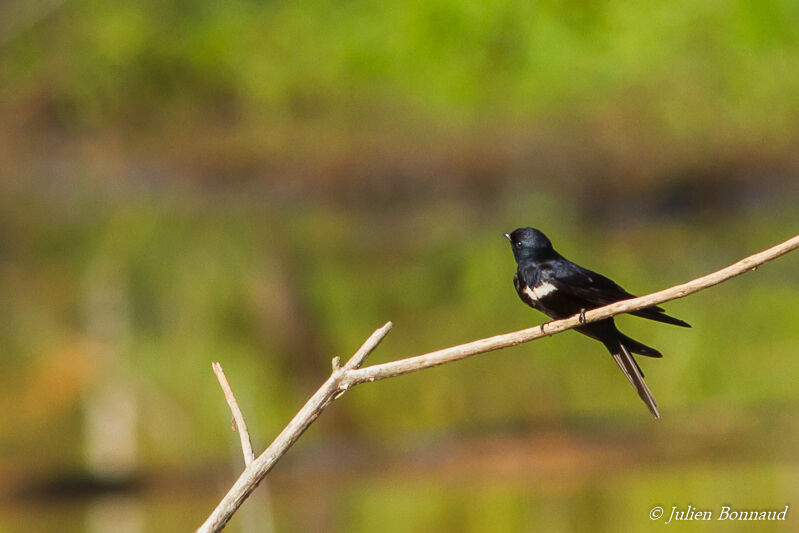 White-banded Swallow