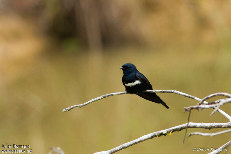 White-banded Swallow