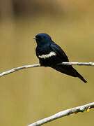 White-banded Swallow