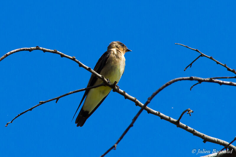 Southern Rough-winged Swallow