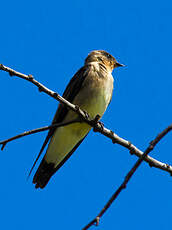 Hirondelle à gorge rousse