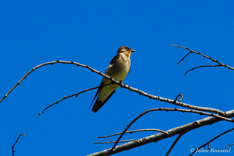 Southern Rough-winged Swallow