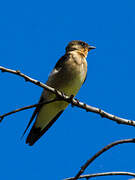 Southern Rough-winged Swallow