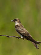 Brown-chested Martin