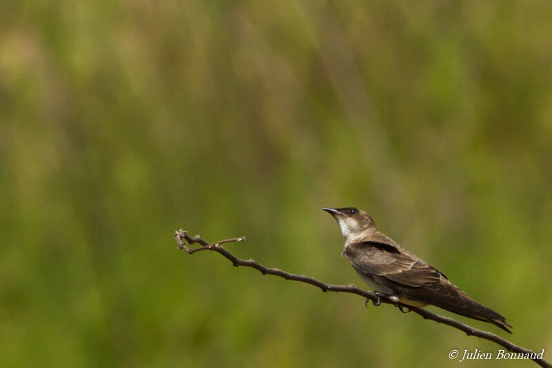 Brown-chested Martin