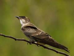 Hirondelle tapère