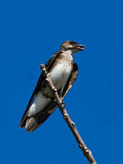 Brown-chested Martin