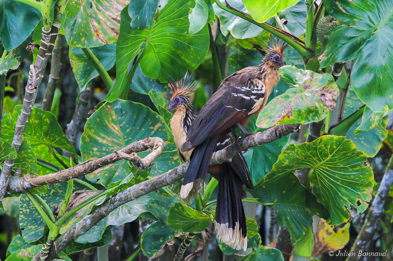 Hoatzin