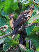 Hoatzin