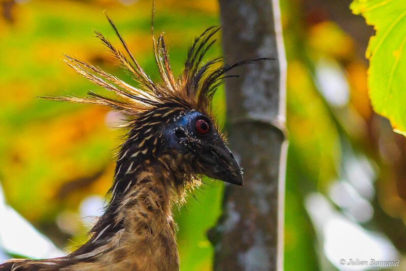 Hoatzin