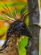 Hoatzin