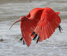 Ibis rouge