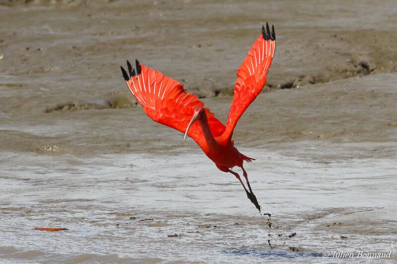 Scarlet Ibis