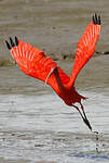 Ibis rouge