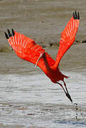 Scarlet Ibis