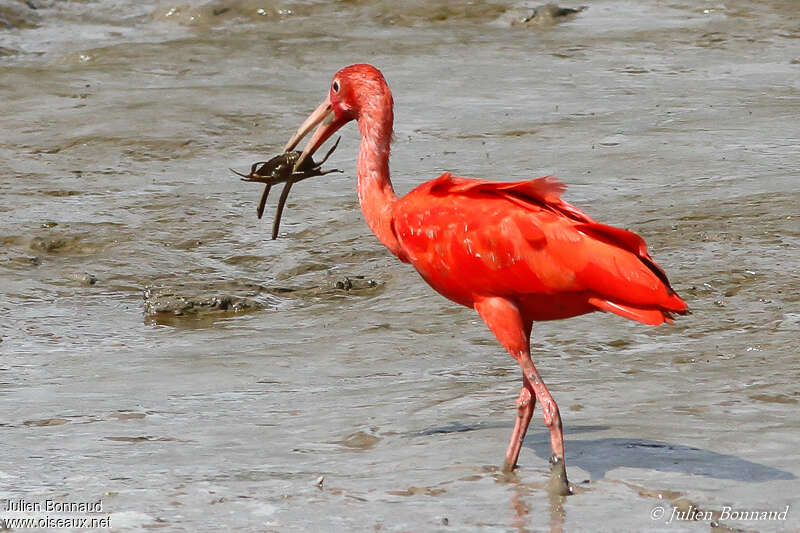 Scarlet Ibisadult, feeding habits