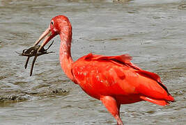 Scarlet Ibis