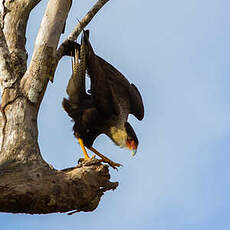 Caracara du Nord