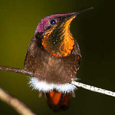 Colibri rubis-topaze