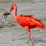 Ibis rouge