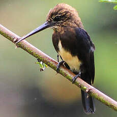 Jacamar brun