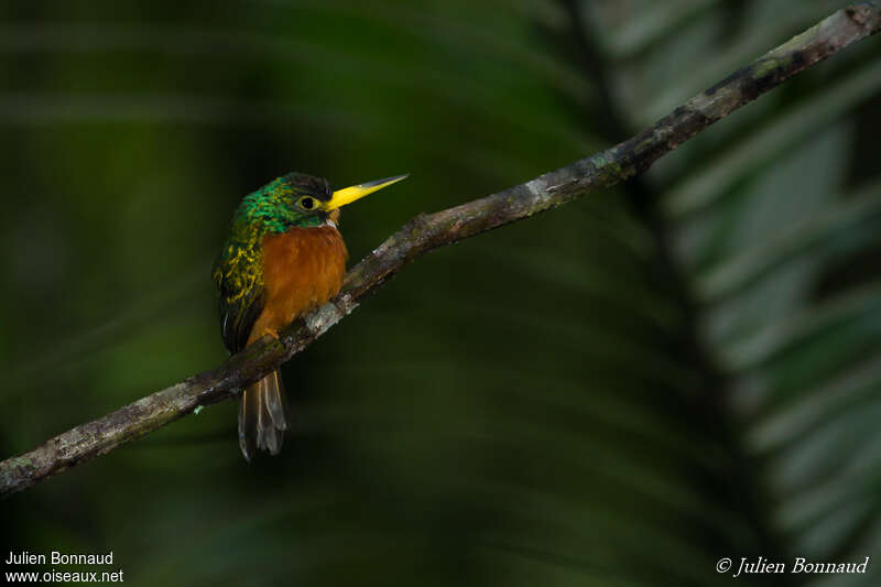 Yellow-billed Jacamaradult, identification