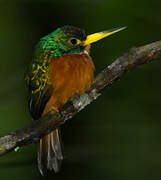 Yellow-billed Jacamar