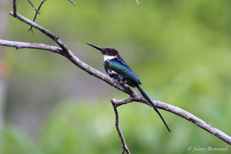 Jacamar à longue queue