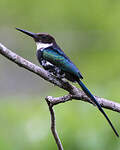 Jacamar à longue queue